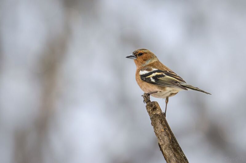 зяблик, птицы, пернатые Зяблики прилетели!photo preview
