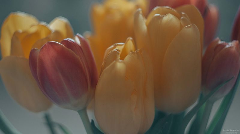 природа, цветы, тюльпаны, весна ***photo preview