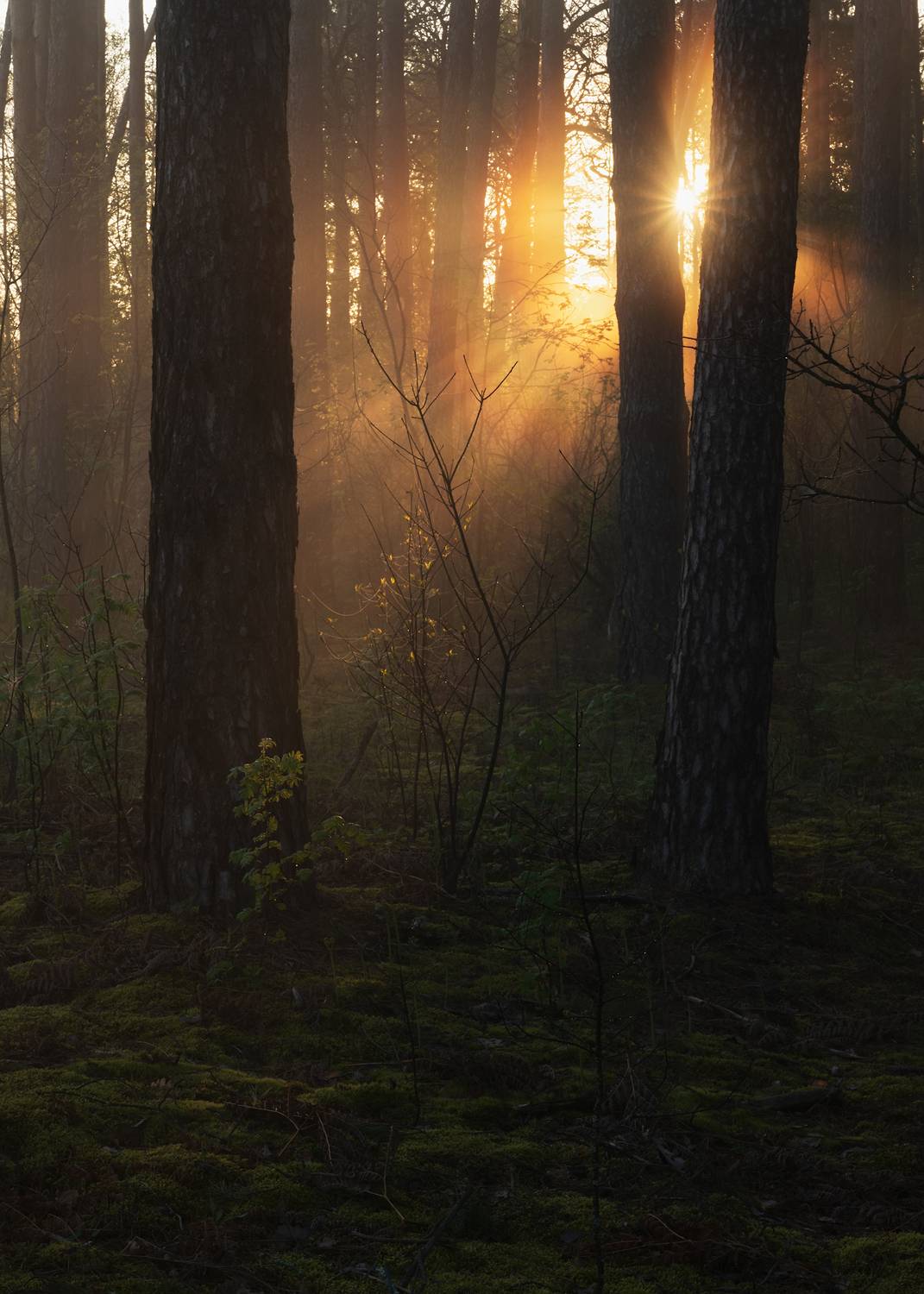 В весеннем лесу утро. Автор: Захаров Дмитрий , Захаров Дмитрий