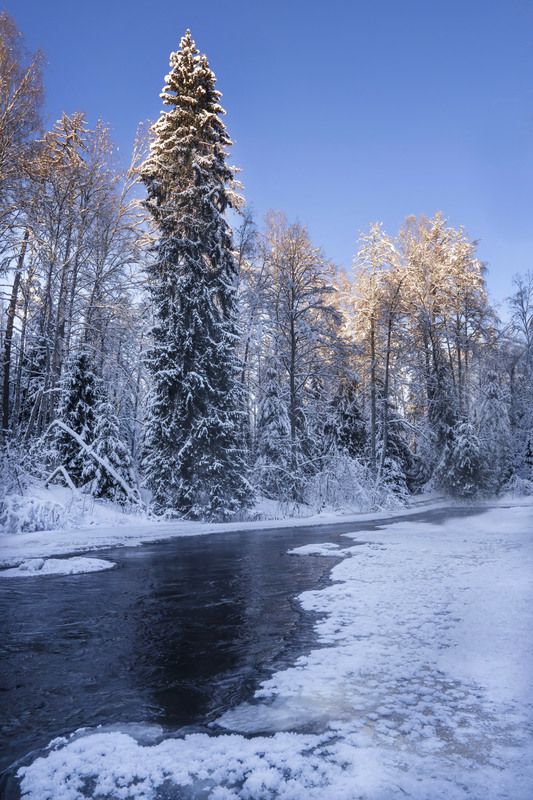 зима, лес, линдуловская роща, река, рощинка Зимний лесphoto preview