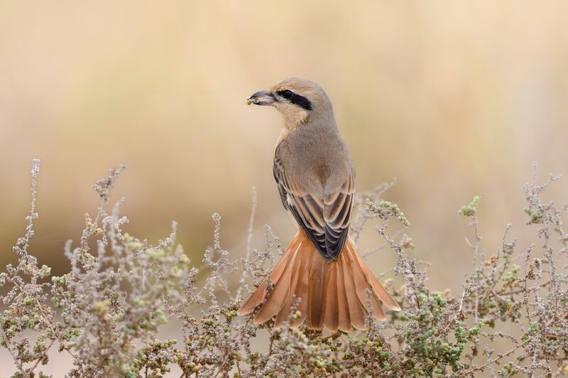 птица, фотоохота, жулан, природа, фауна Буланый жуланphoto preview