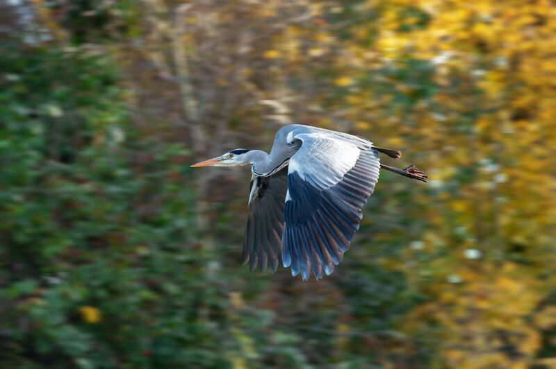 серая цапля, полет, камыши, ardea cinerea, grey heron Цапля серая - в камыши...photo preview