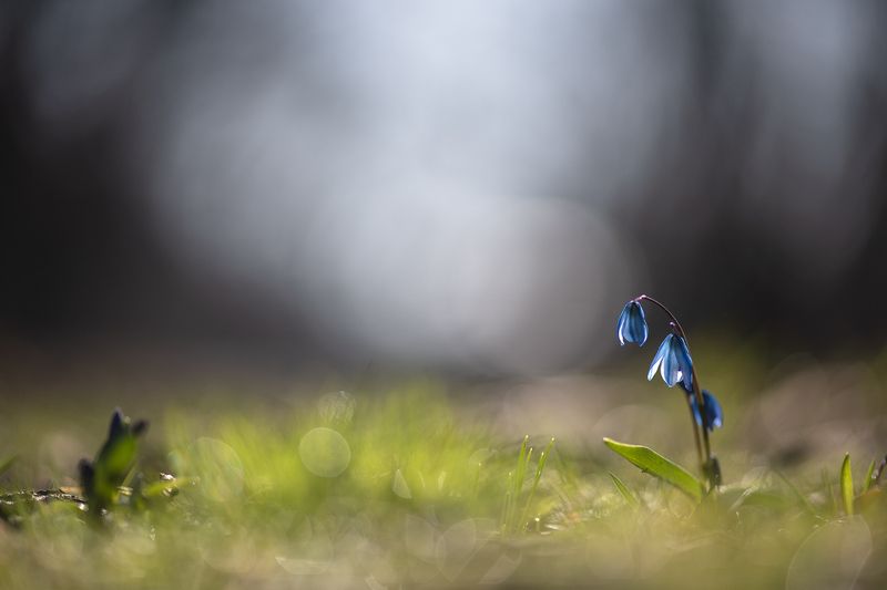 пролеска, первоцвет, март, весна, свет, цвет, россия, воронеж, геннадий мещеряков, nikon d 850, carl zeiss makro-planar t* 100mm f/2 zf.2 Мартовское утро...photo preview