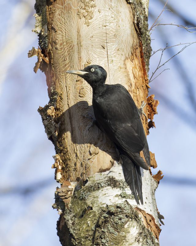 Желнаphoto preview