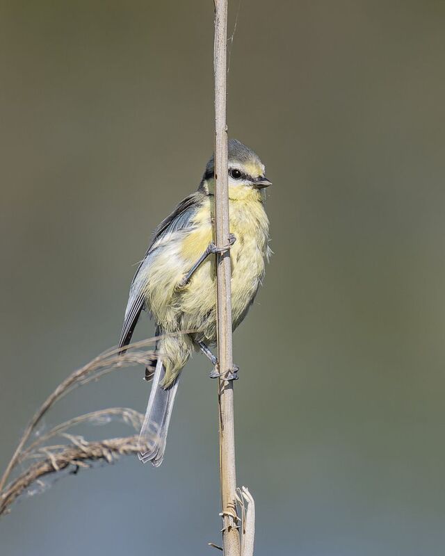 Лазоревка фото превью