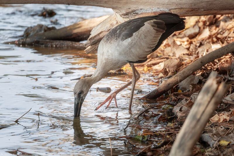 Индийский аист-разиня Индийский аист-разиняphoto preview