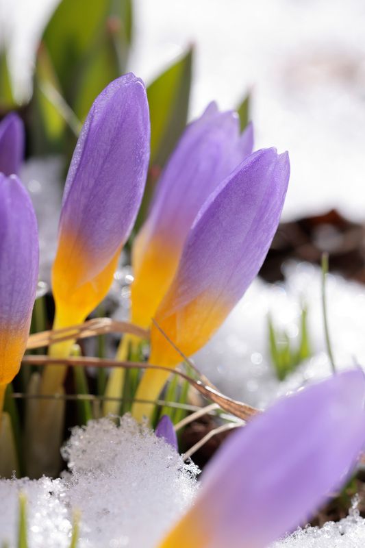 крокус, весна, цветок, пророда Крокус двуцветковыйphoto preview