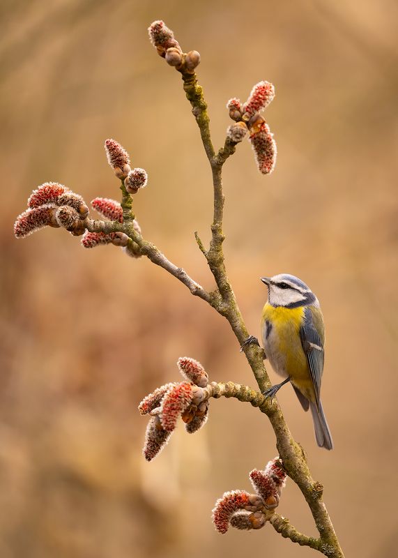 Titmousephoto preview