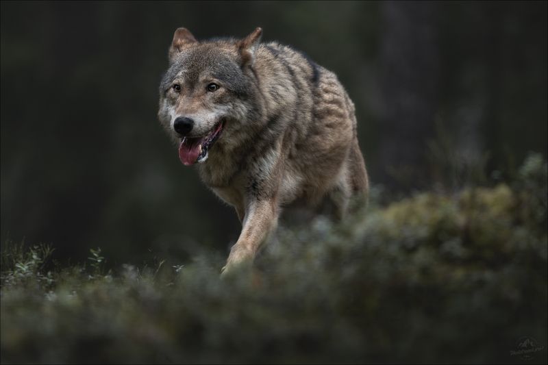 волк, серый волк, европейский волк, фототур в красный бор, красный бор, фотосъемка волков, grey wolf, canis lupus, фототуры 2025 По следу ..photo preview