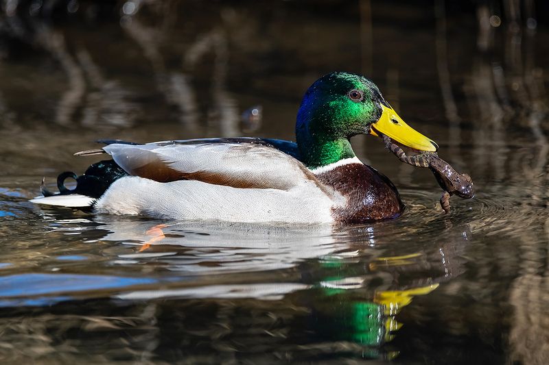 Французская кухня.photo preview