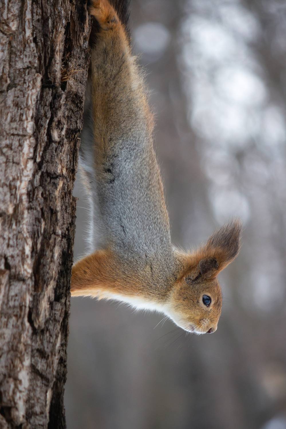 Утренняя зарядка. Автор: Alexander Eliseev , Alexander Eliseev