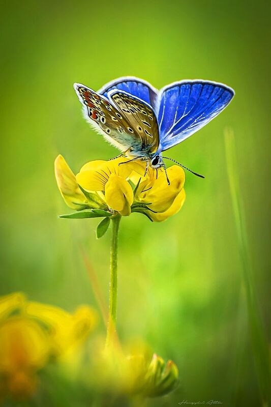 Boglárka lepkephoto preview