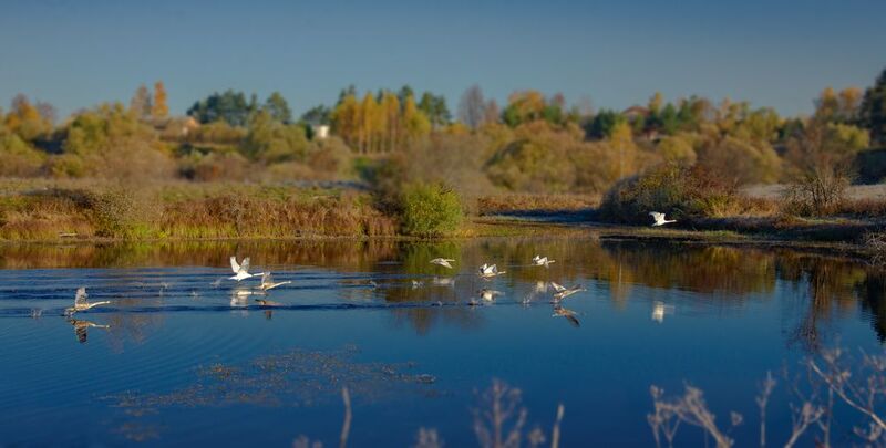 лебеди, осень, перелётные птицы, россия, смоленская область, над озером, на взлёт, лебедь шипун, отрражения в воде, улетали лебеди фото превью