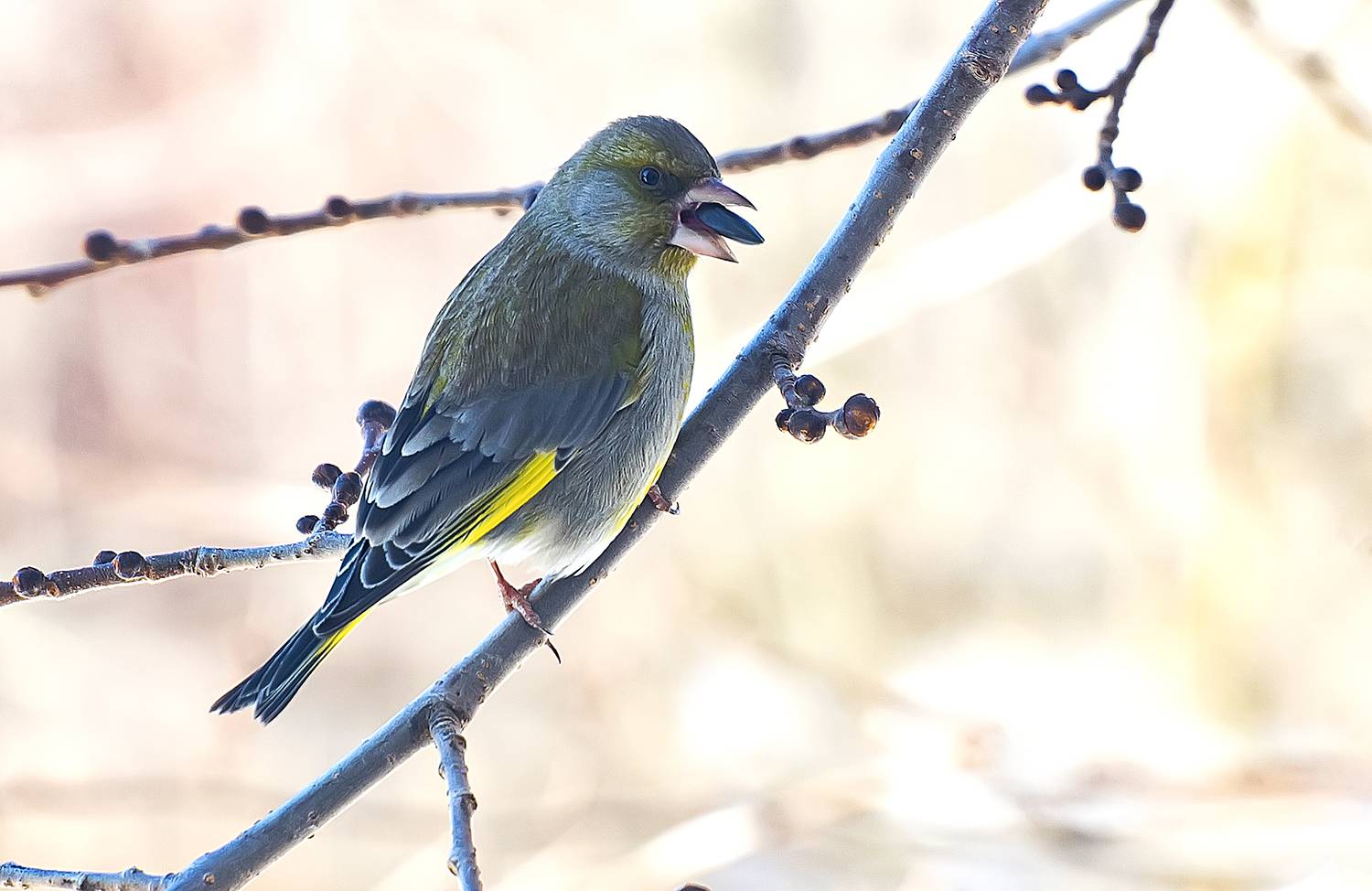 Зеленушка и семечки. Автор: Широких Александр семечки, зеленушка, весна. парк, Широких Александр