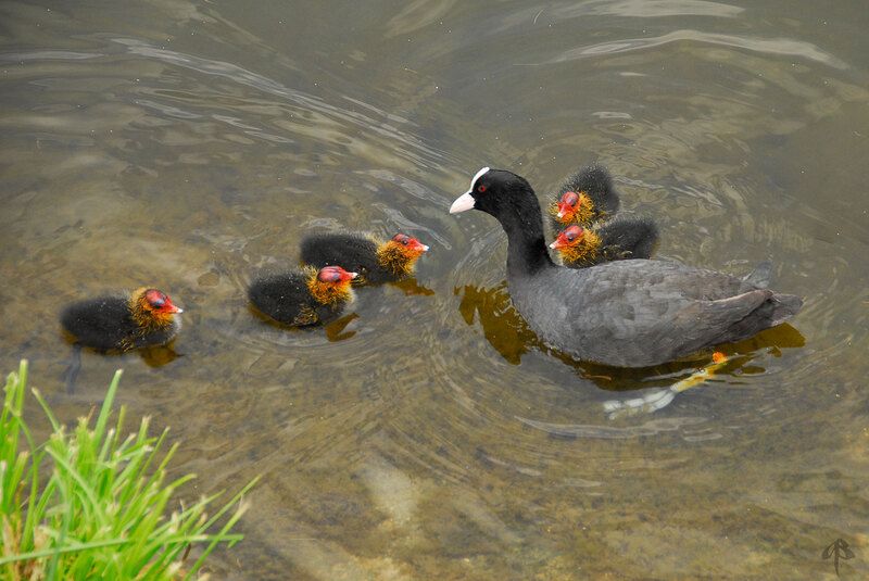 Семейство лысухphoto preview