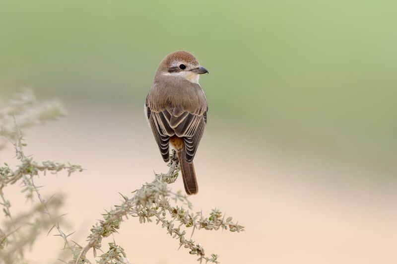 птица, фотоохота, жулан, природа, фауна Рыжехостый жуланphoto preview