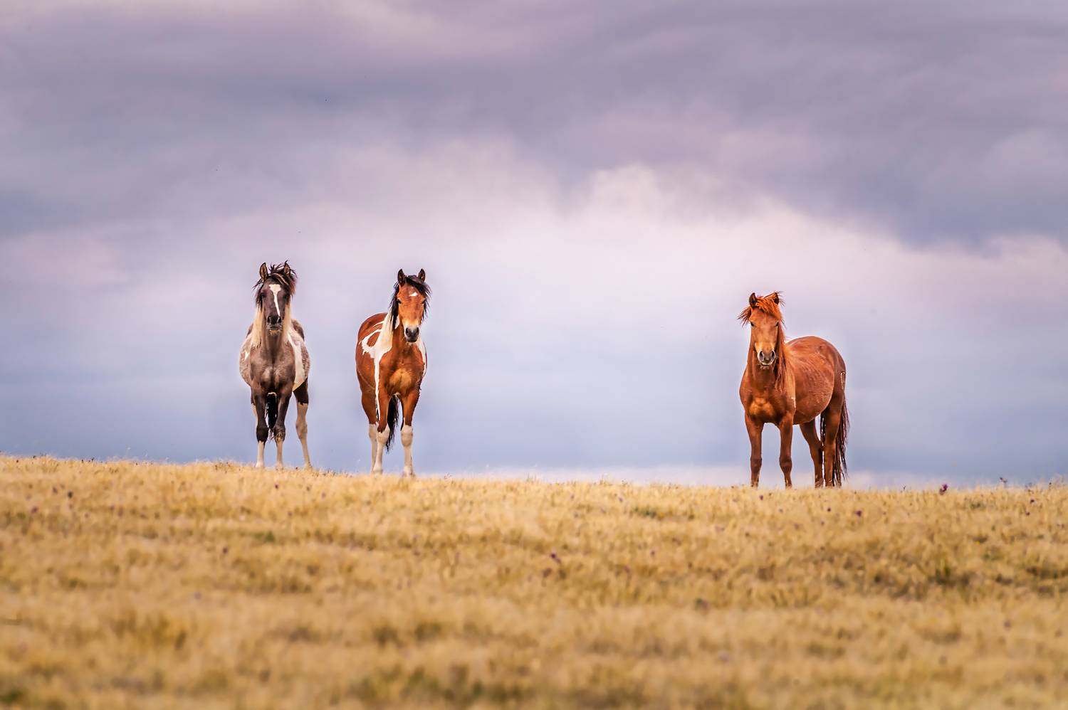 кони, горный алтай, Андреева Светлана