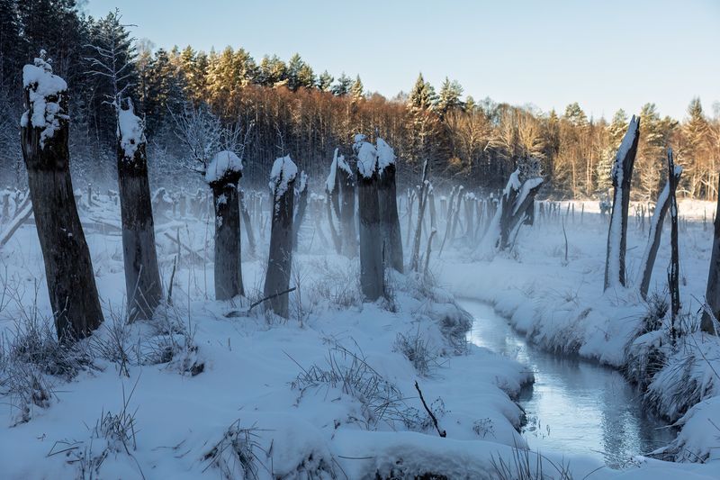 пейзаж, природа, дикая природа, весна, wildlife, nature, canon Туман над весенним ручьёмphoto preview