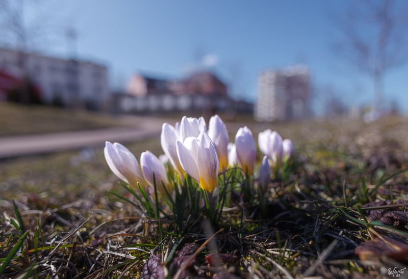 Первоцветы на Казанской набережной в Тулеphoto preview