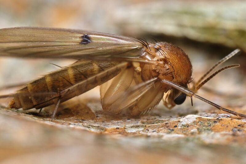 Fungus gnatphoto preview