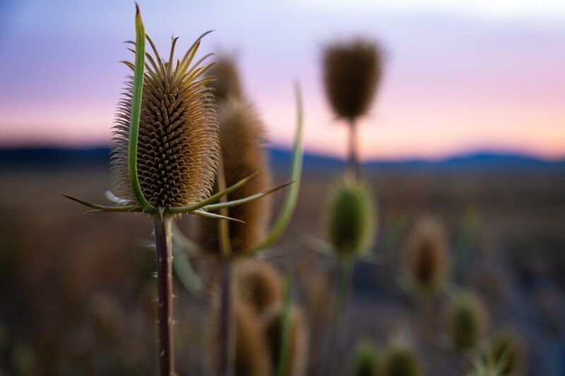 fitz roy, fitzroy, cerro torre, el chalten, chalten, фицрой, серро-торре, эль-чалтен, аргентина, патагония Пампасы фото превью