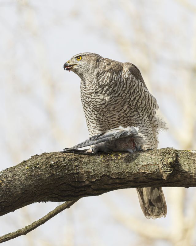 тетеревятник Тетеревятникphoto preview