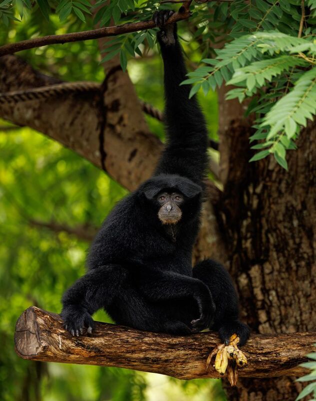 #кхаокхео #gibbon #สวนสัตว์เปิดเขาเขียว #wildlife_photography #wild #wildlife #primate #animallovers #animal #mammal #zoo Джунгли Тайландаphoto preview