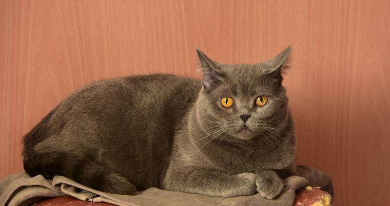 Кошка Сима, она же Симона.photo preview