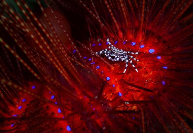 Зебра-крабphoto preview