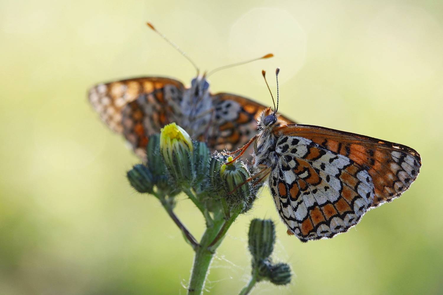 ***. Автор: Леонид шашечница, шашечница цинксия, melitaea, Леонид