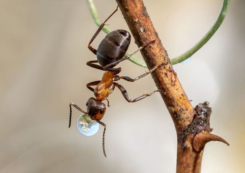 Я и в таком положении могу пить...photo preview