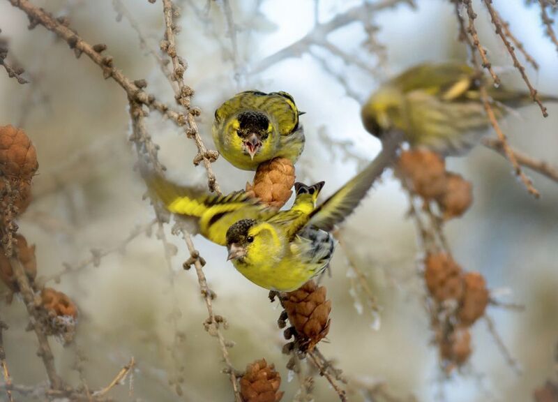 птицы, чижи, зима, лиственница, ЧИЖИ (3 ФОТО)photo preview