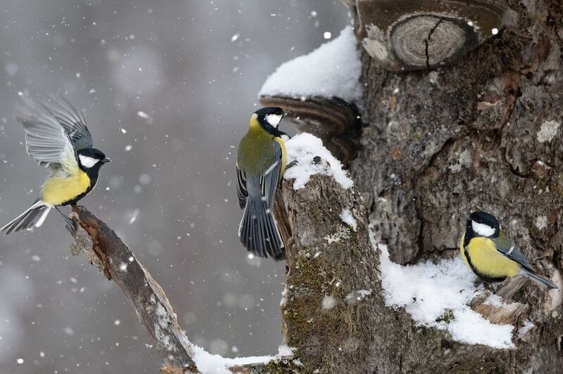 Зимние посиделкиphoto preview