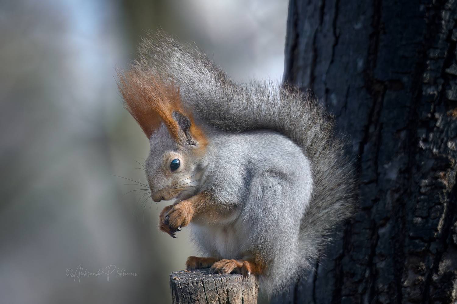 , Плеханов Александр