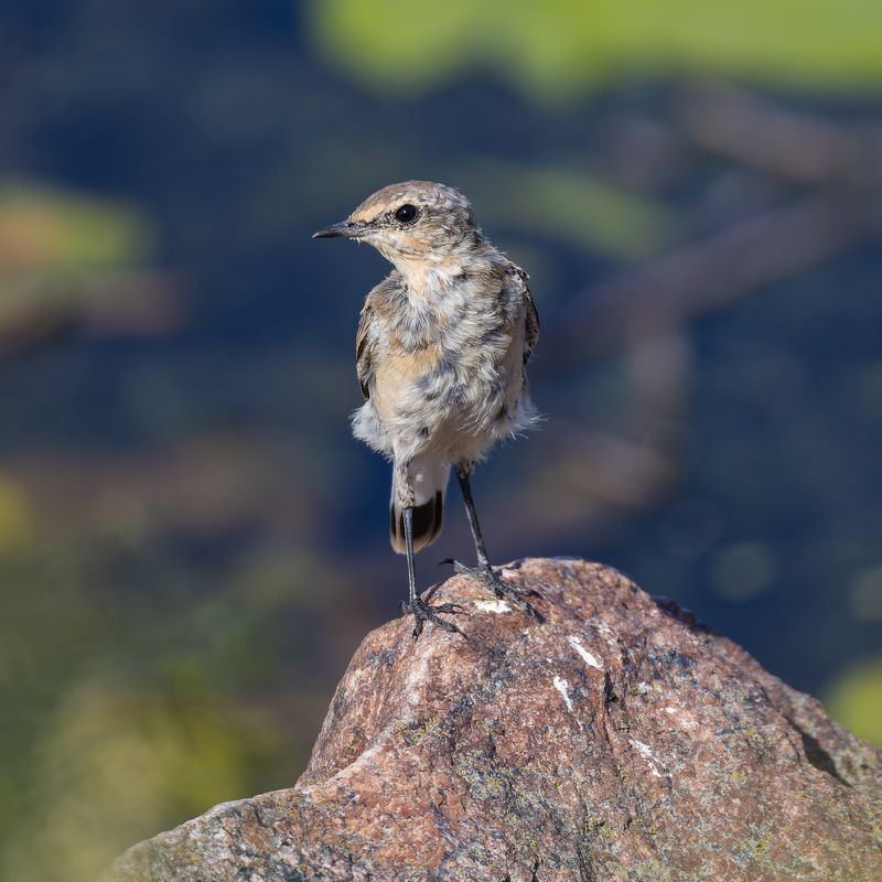Слеток каменкиphoto preview