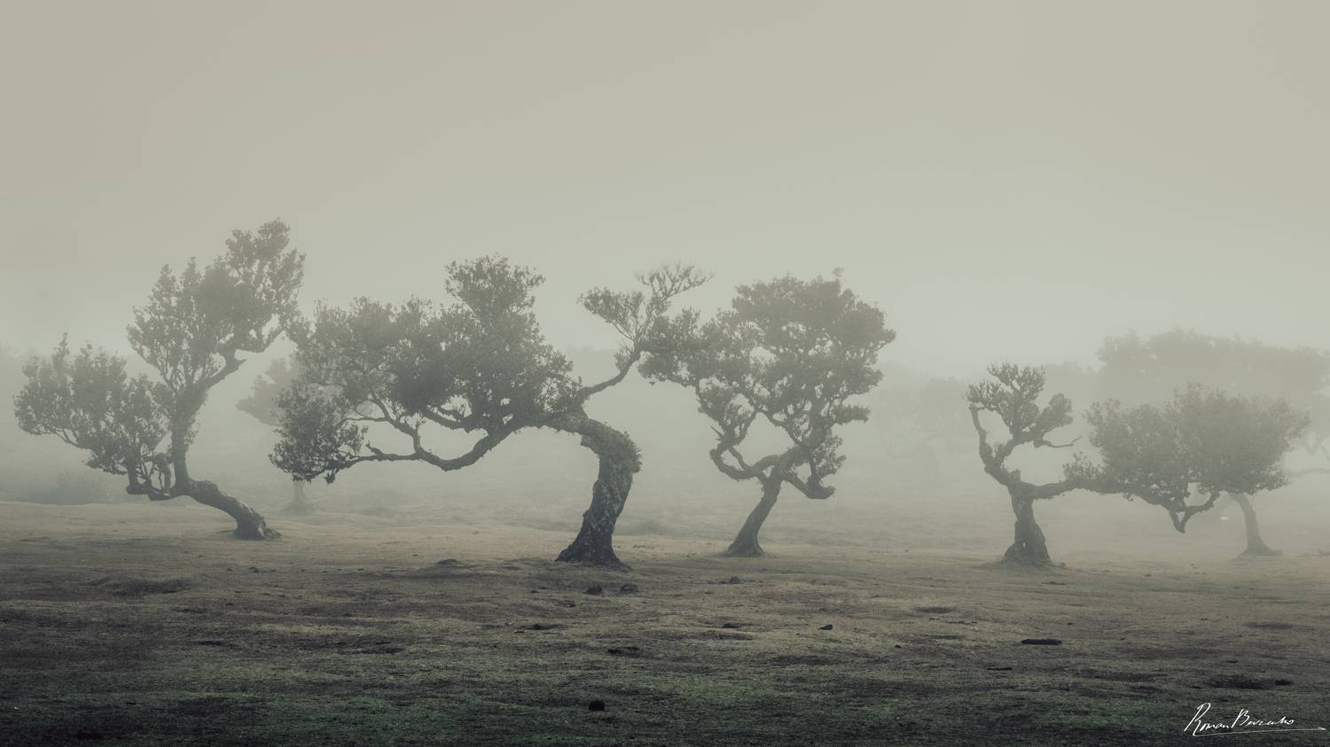 Fanal Forest of Madeira. Автор: Roman Bevzenko forest, fanal, madeira, portugal, landscape, Roman Bevzenko