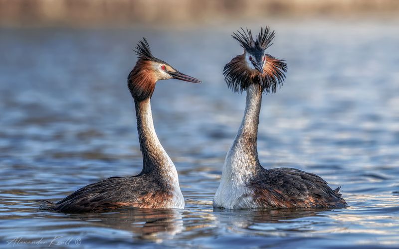 чомга, поганка, большая поганка, podiceps cristatus Чомги. Семейный портрет.photo preview