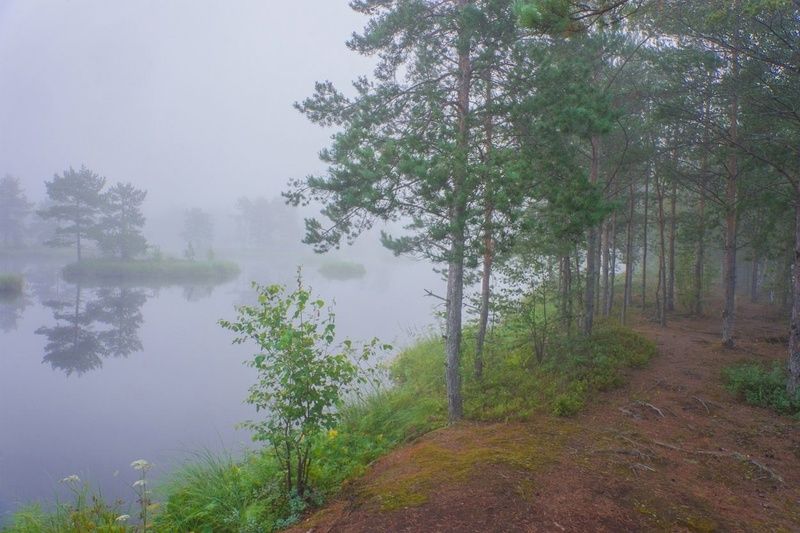 Туманный прудphoto preview