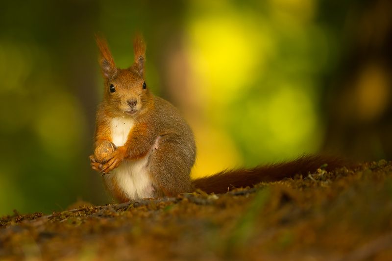 Squirrelphoto preview