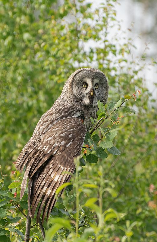 Охота с кустов :)photo preview