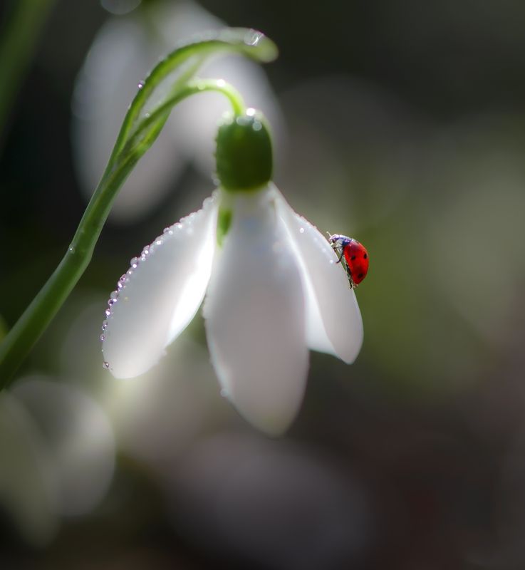 Фонарщикphoto preview