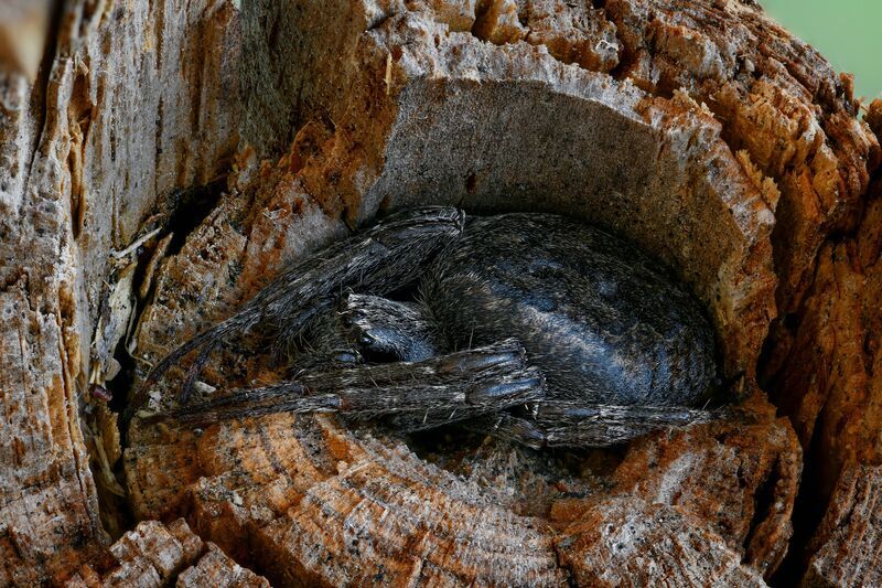 Nuctenea umbraticaphoto preview