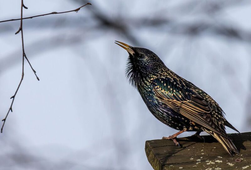 Весенняя песня фото превью