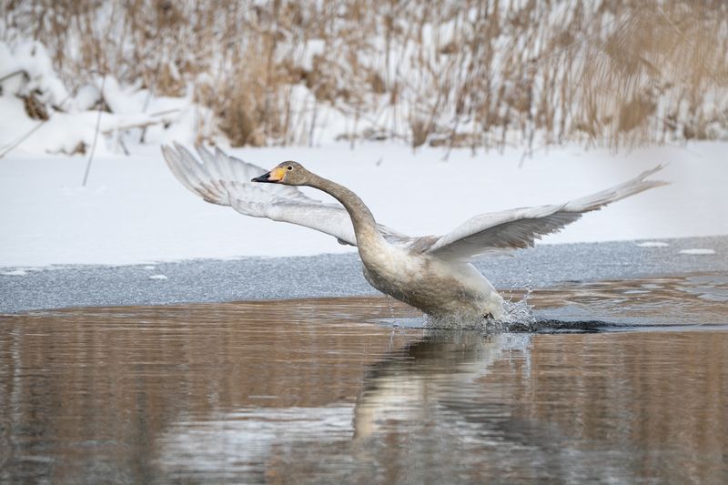 лебедь, река, зима, крылья, размах Иду на взлётphoto preview