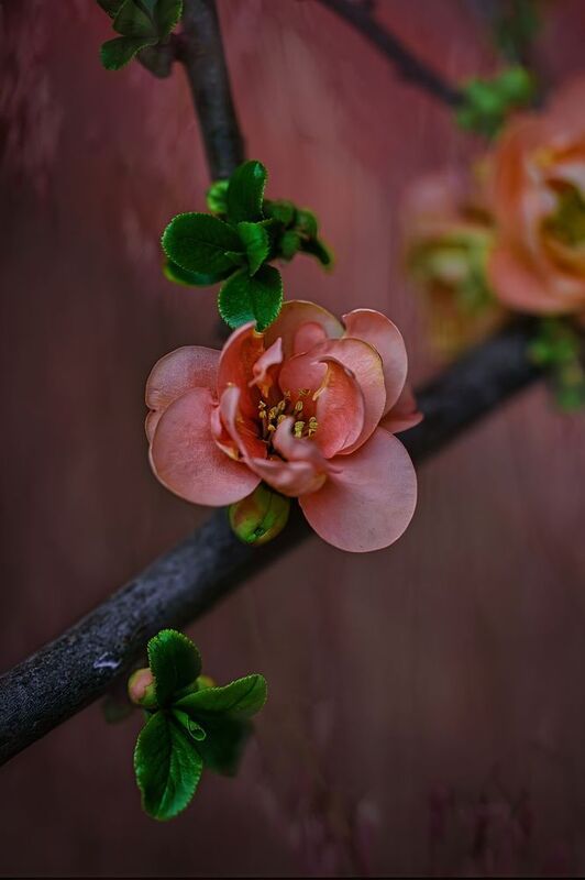 Айва японскаяphoto preview