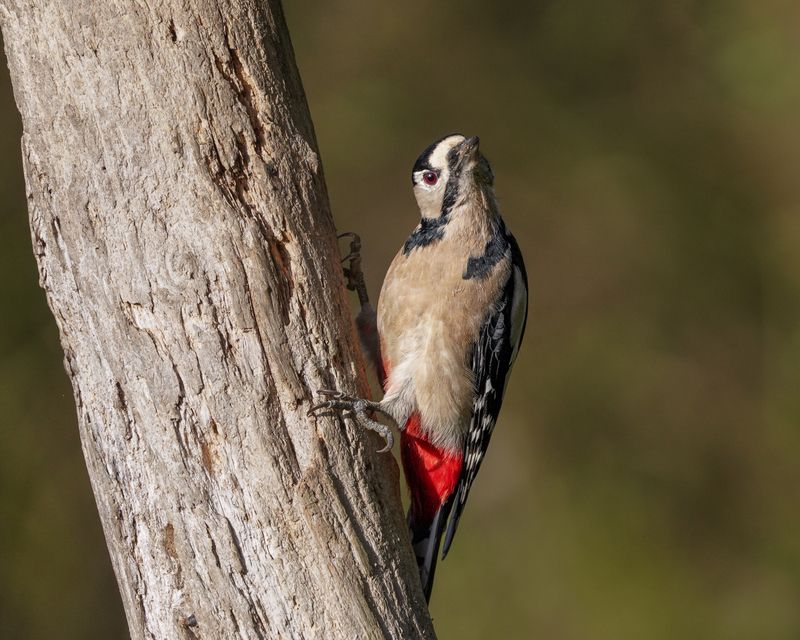 животные, птицы, дятел, animals, birds, great spotted woodpecker На посту. Большой пестрый дятелphoto preview