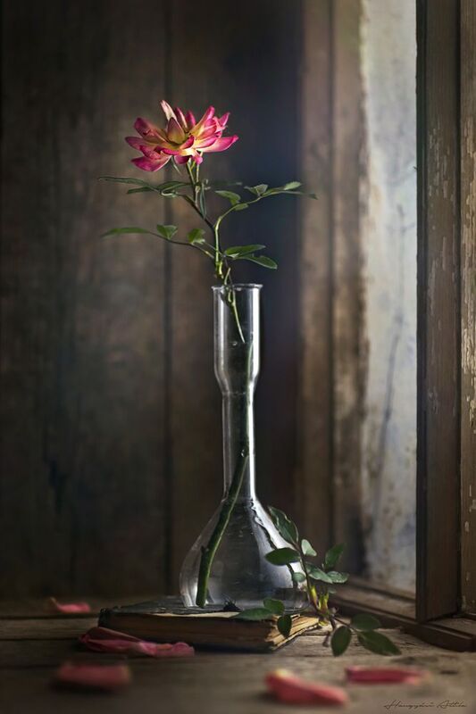 Rózsaszálphoto preview