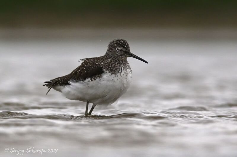черныш Задремавший чернышphoto preview