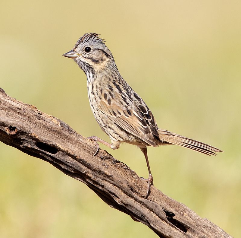 lincoln\'s  sparrow, воробей, sparrow, tx, texas, wild Lincoln\'s Sparrow - Воробей Линкольнаphoto preview