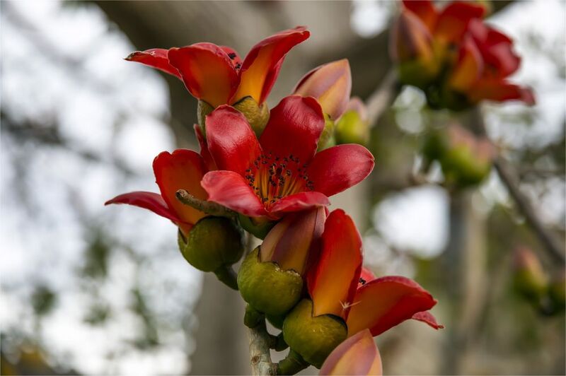 Бомбаксphoto preview